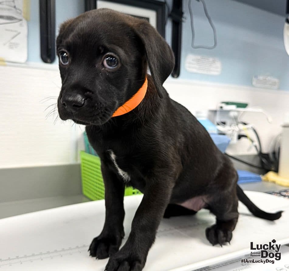Kendra - Labrador Retriever