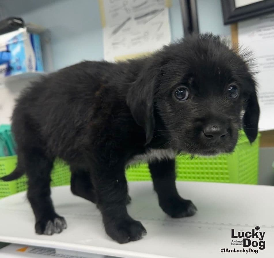Keely - Labrador Retriever