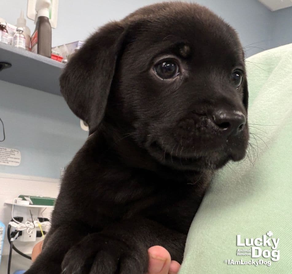 Kim - Labrador Retriever
