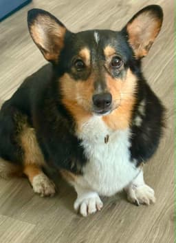 Buttercup image 1