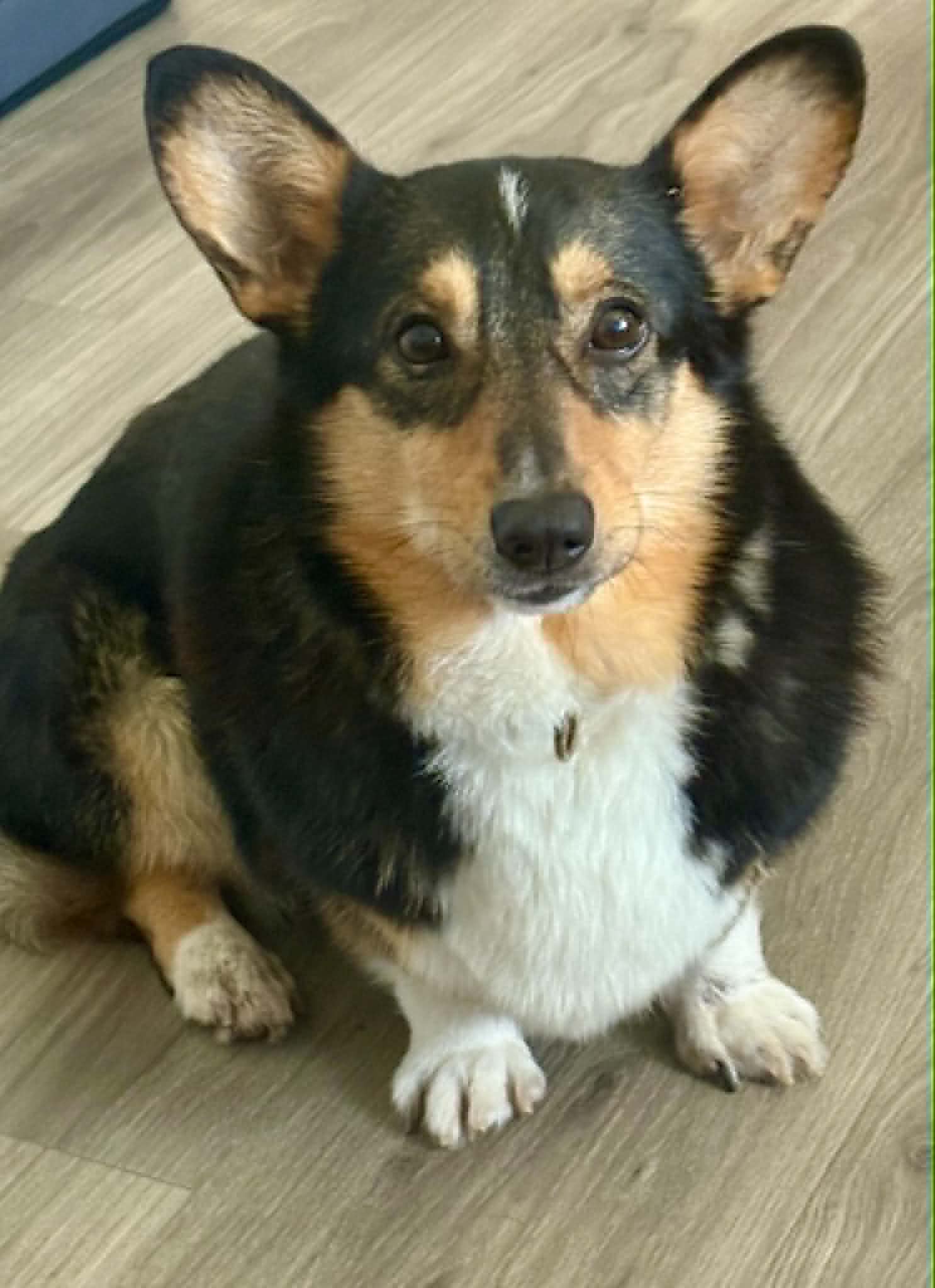 Buttercup - Pembroke Welsh Corgi