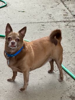 Petey image 2