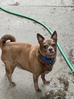 Petey image 3