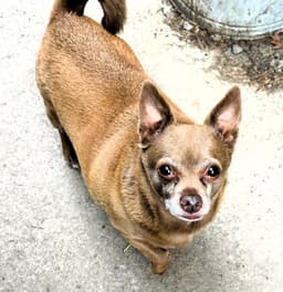 Petey image 1