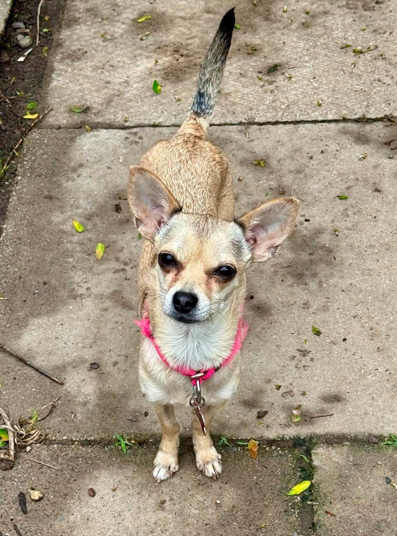 Maya - Chihuahua