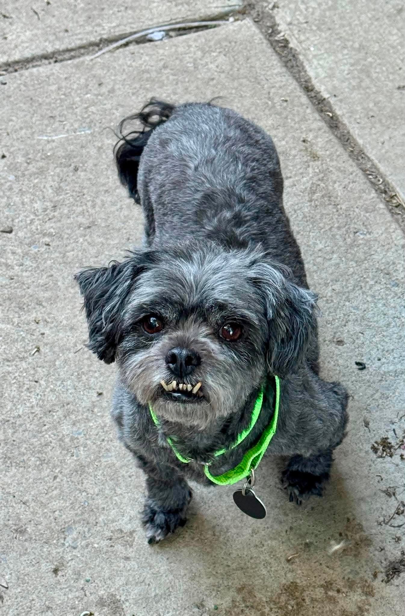Buffy - Shih Tzu