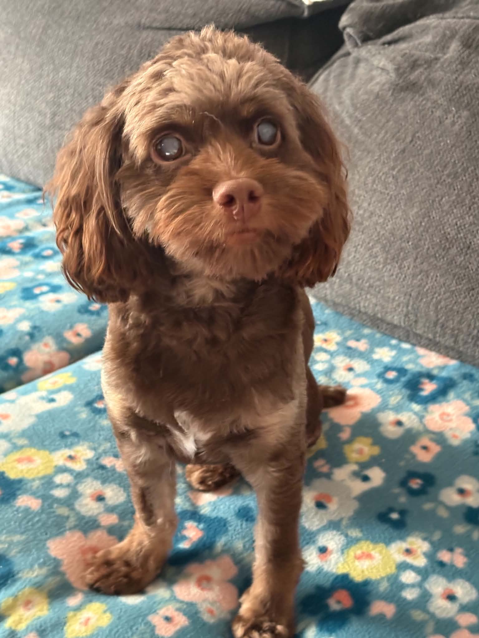 Zeus - Cockapoo