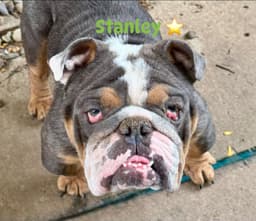 Stanley image 1