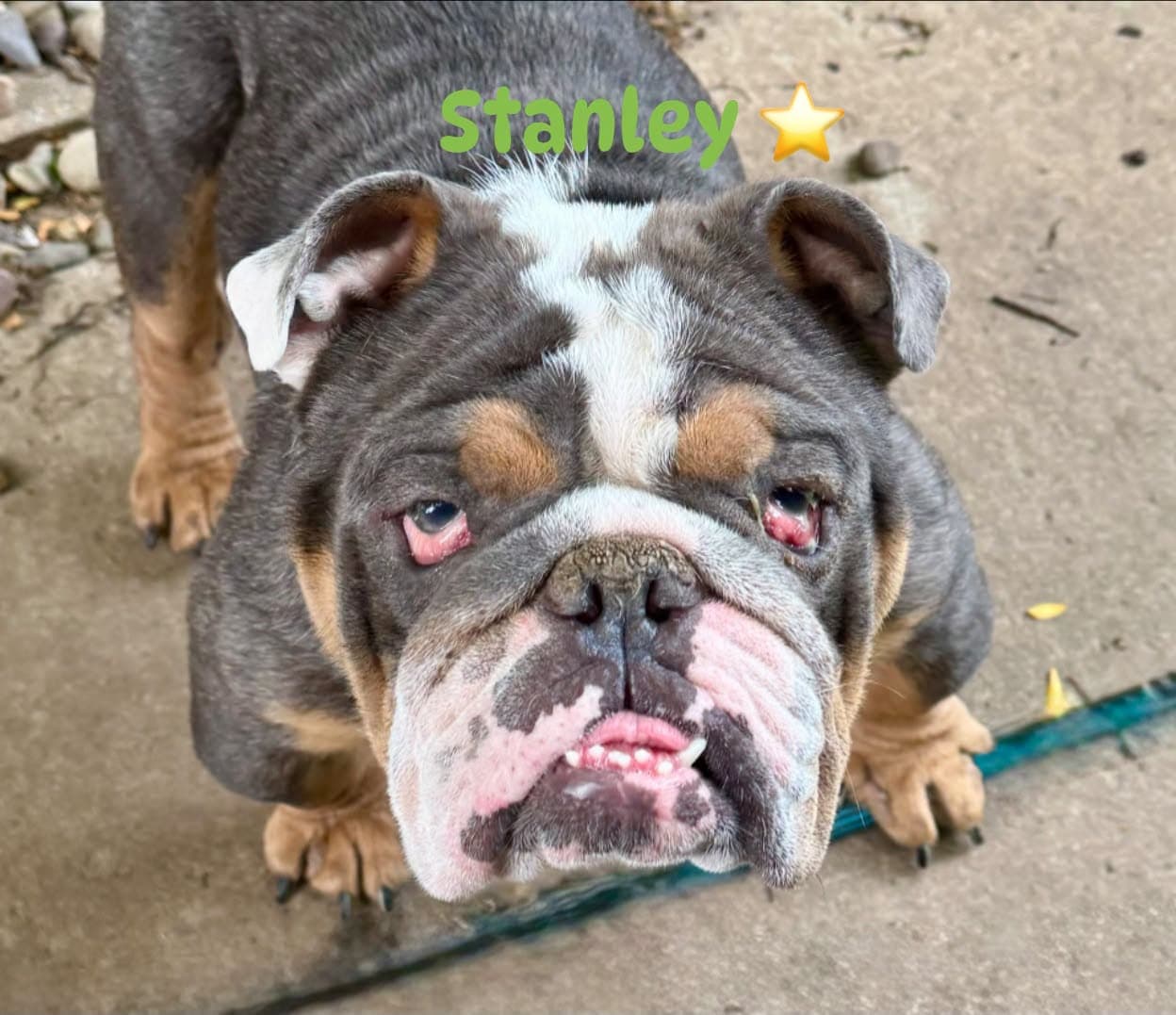 Stanley - English Bulldog