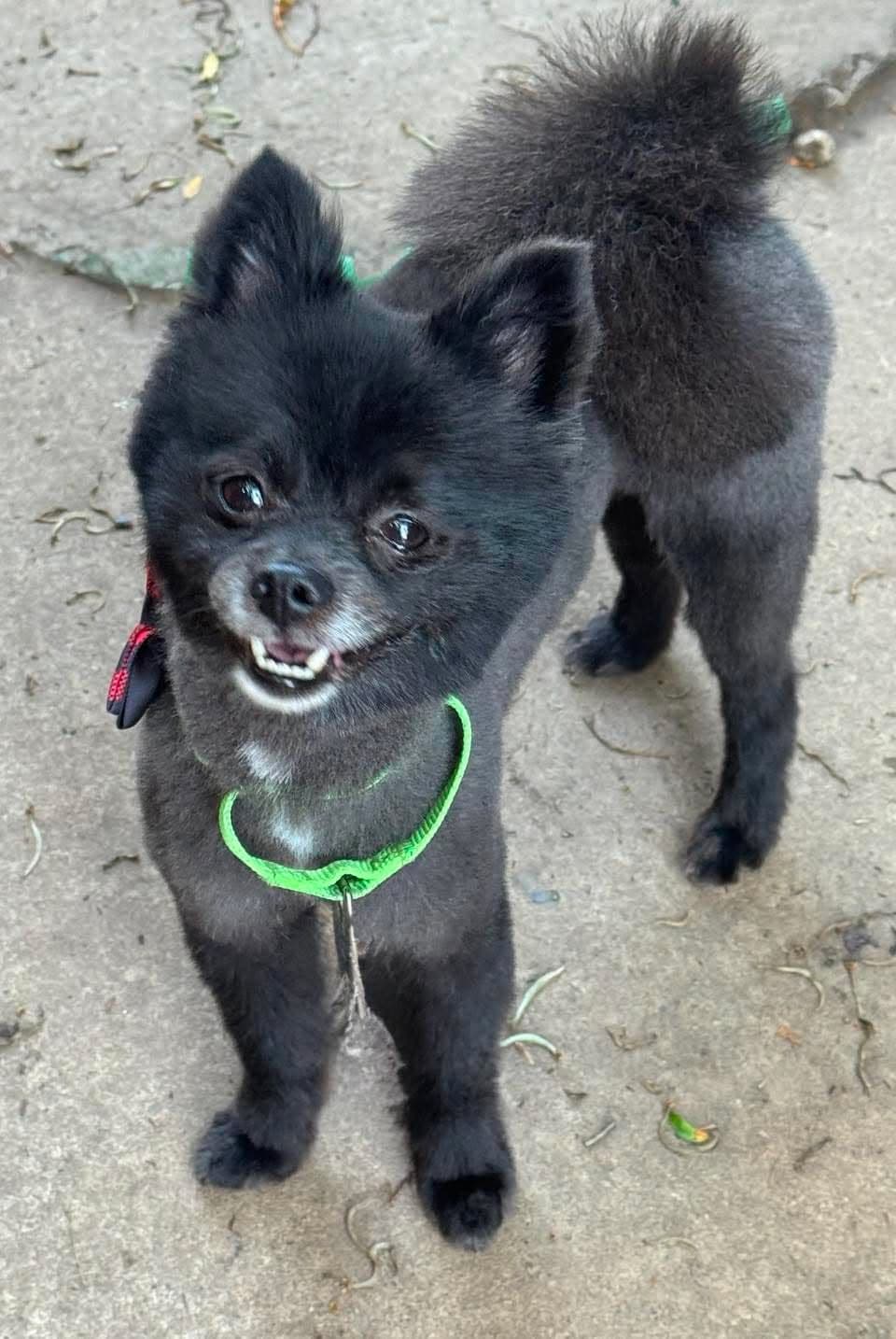 Ninja - Pomeranian