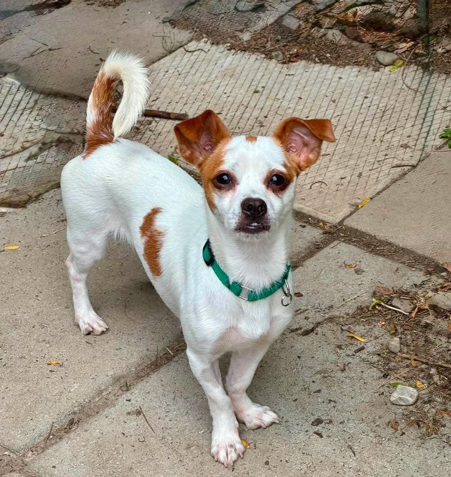 Cheese - Jack Russell Terrier