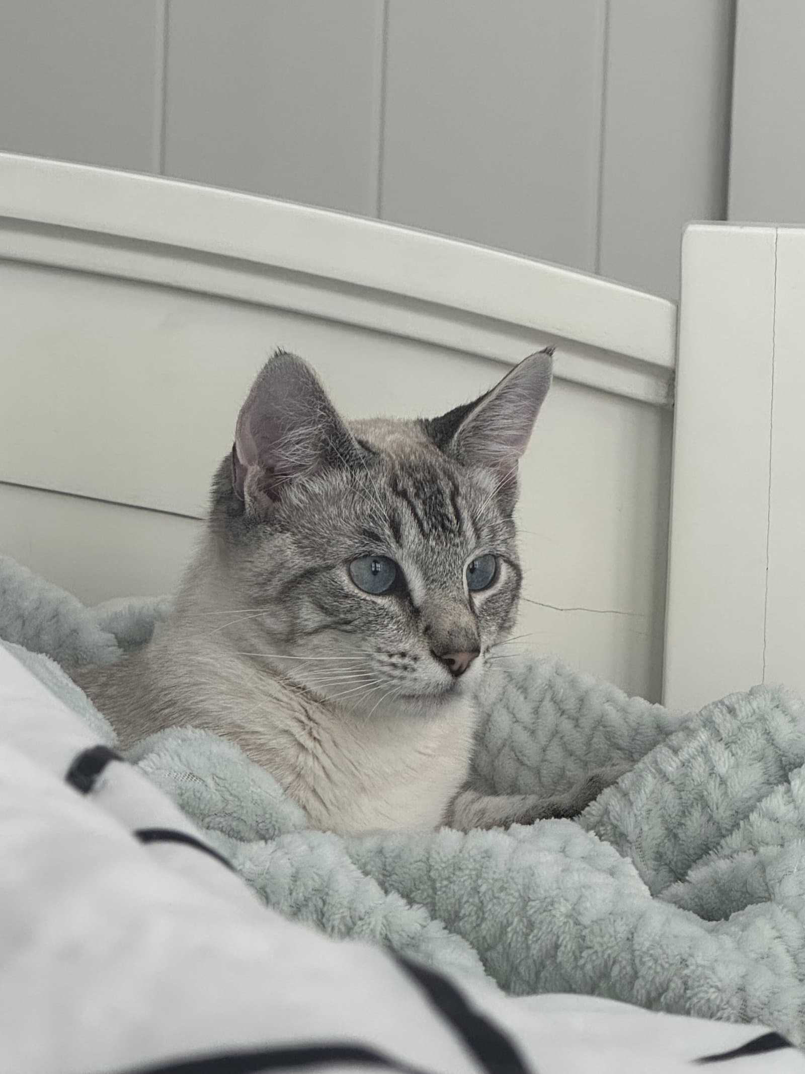 Kitt  Napa - Siamese