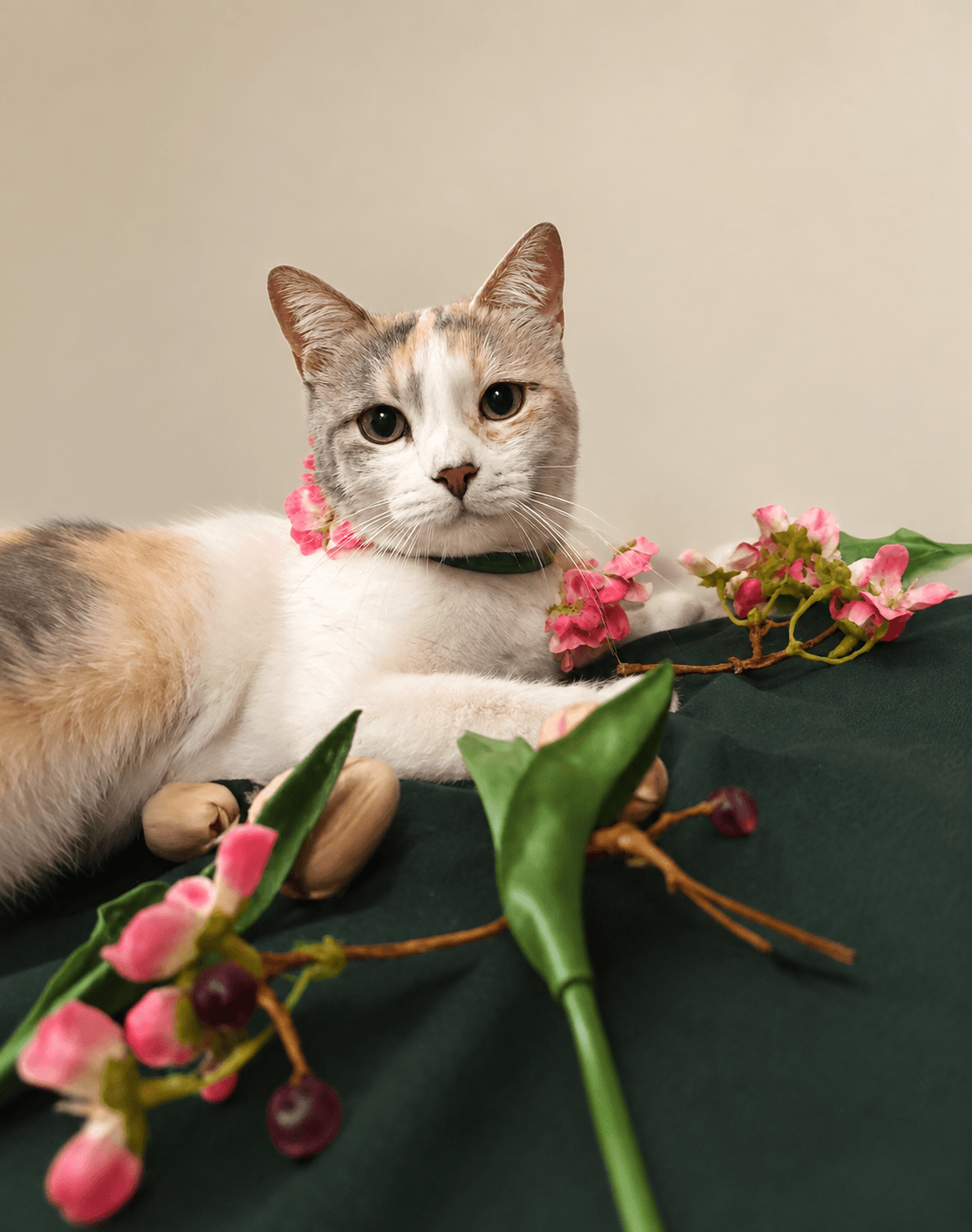 Snickerdoodle  Cw - Calico