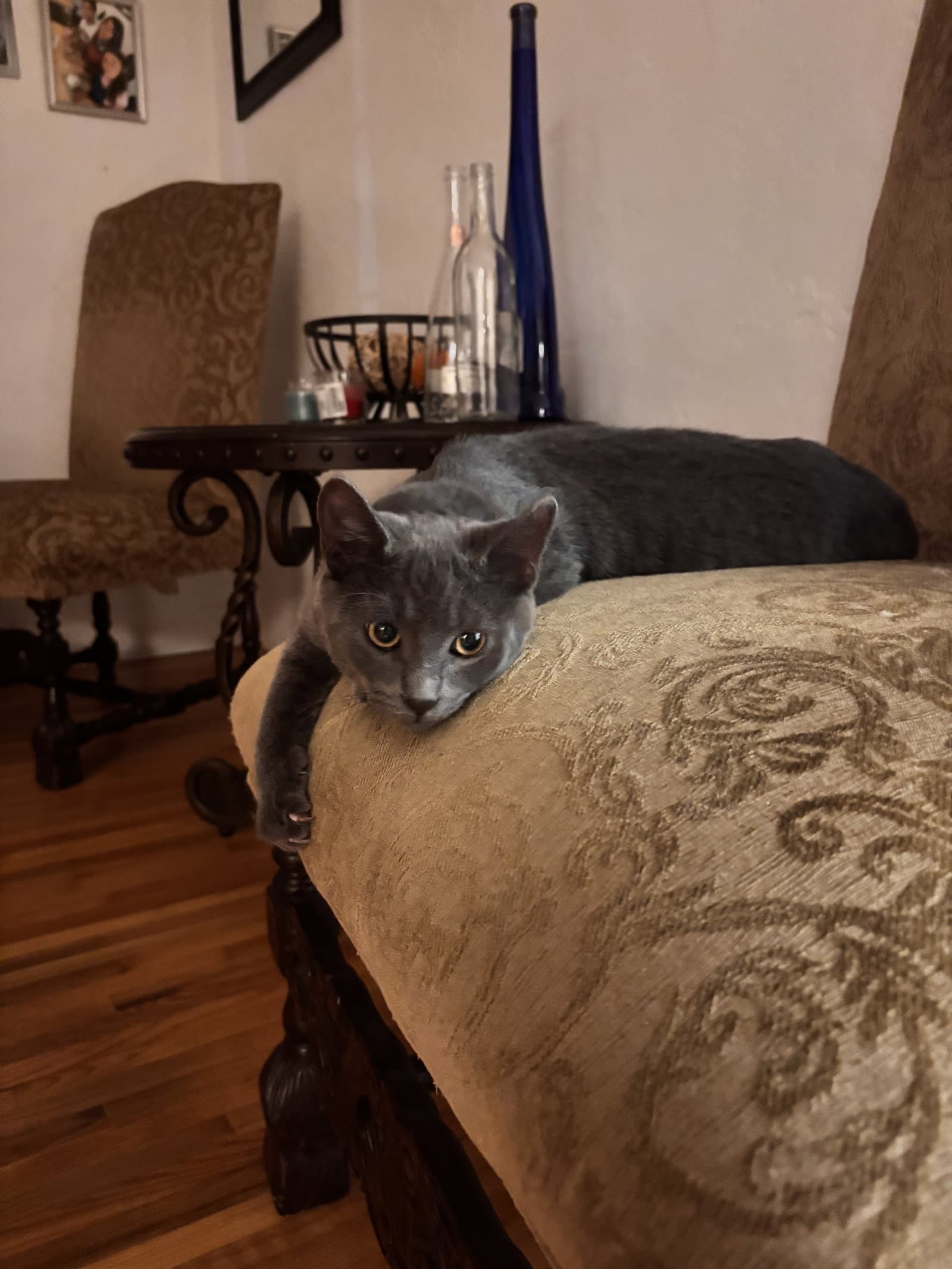 Princess Leia  Ee - Russian Blue