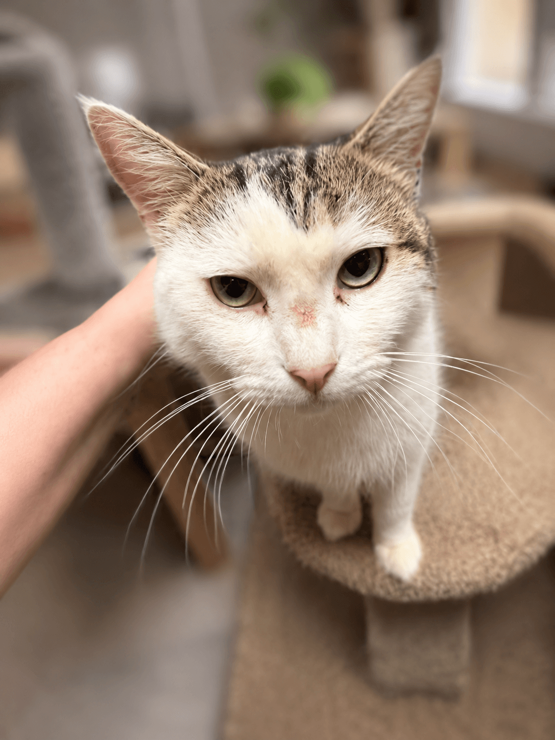 Harlow Napa - Tabby