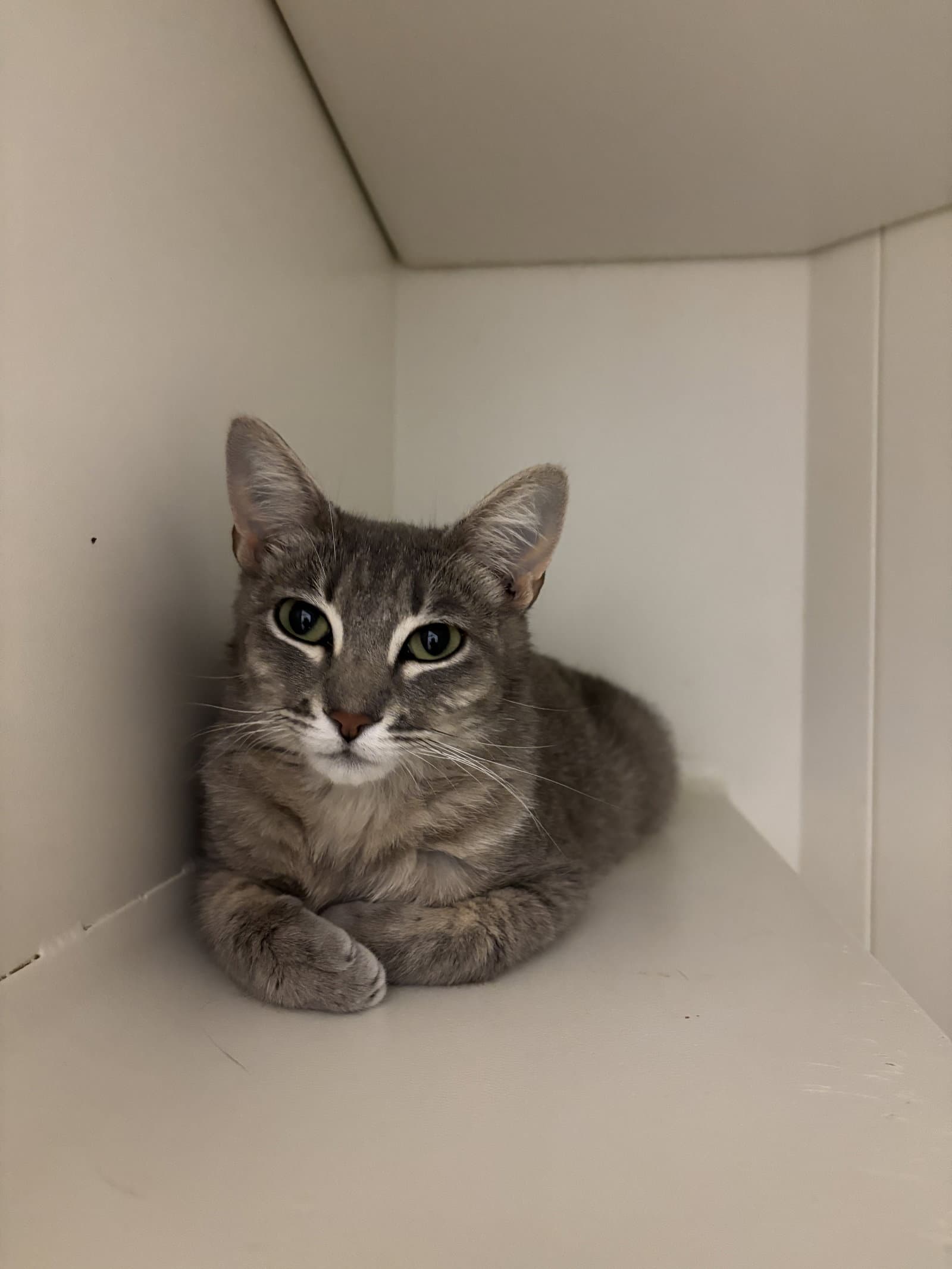 Camilla  Bc - Tabby
