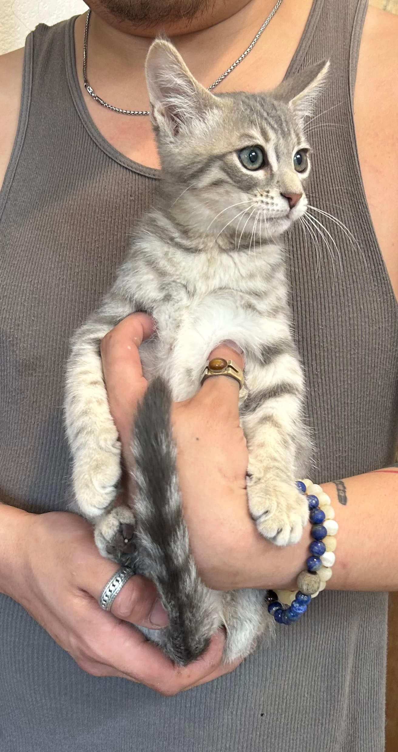 Pepino Napa - Tabby