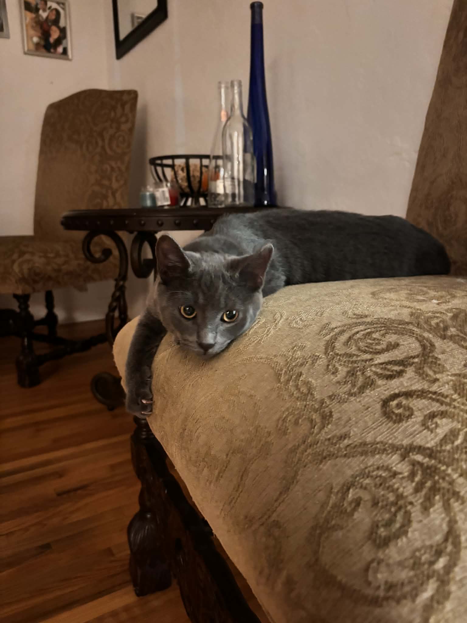 Princess Leia  Ee - Russian Blue