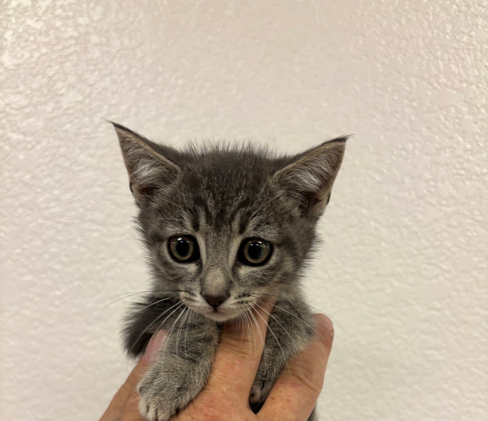 Gonzo Bc - Tabby