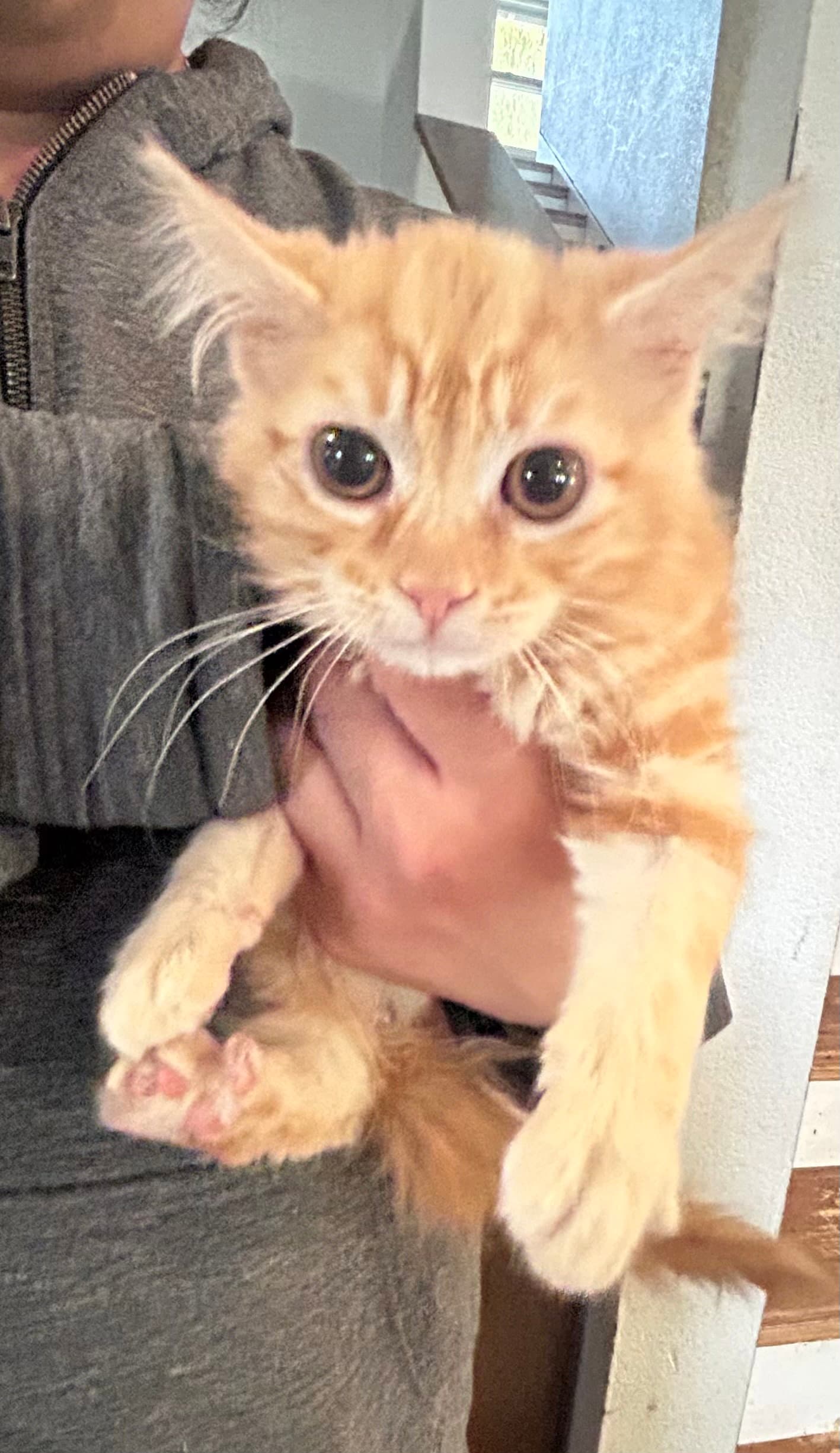 Apple Napa Petco - Domestic Long Hair