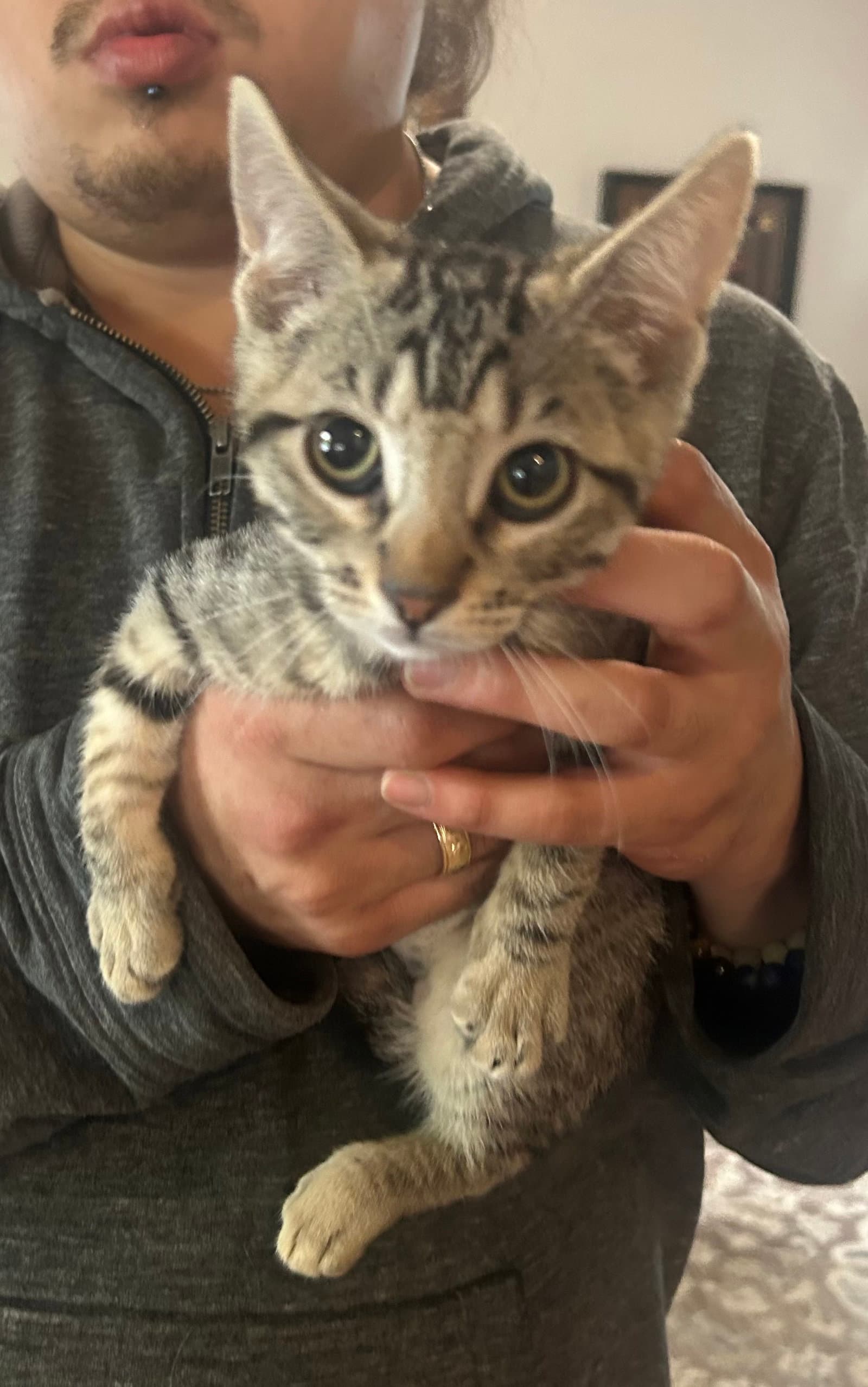 Tabitha Napa Petco - Tabby