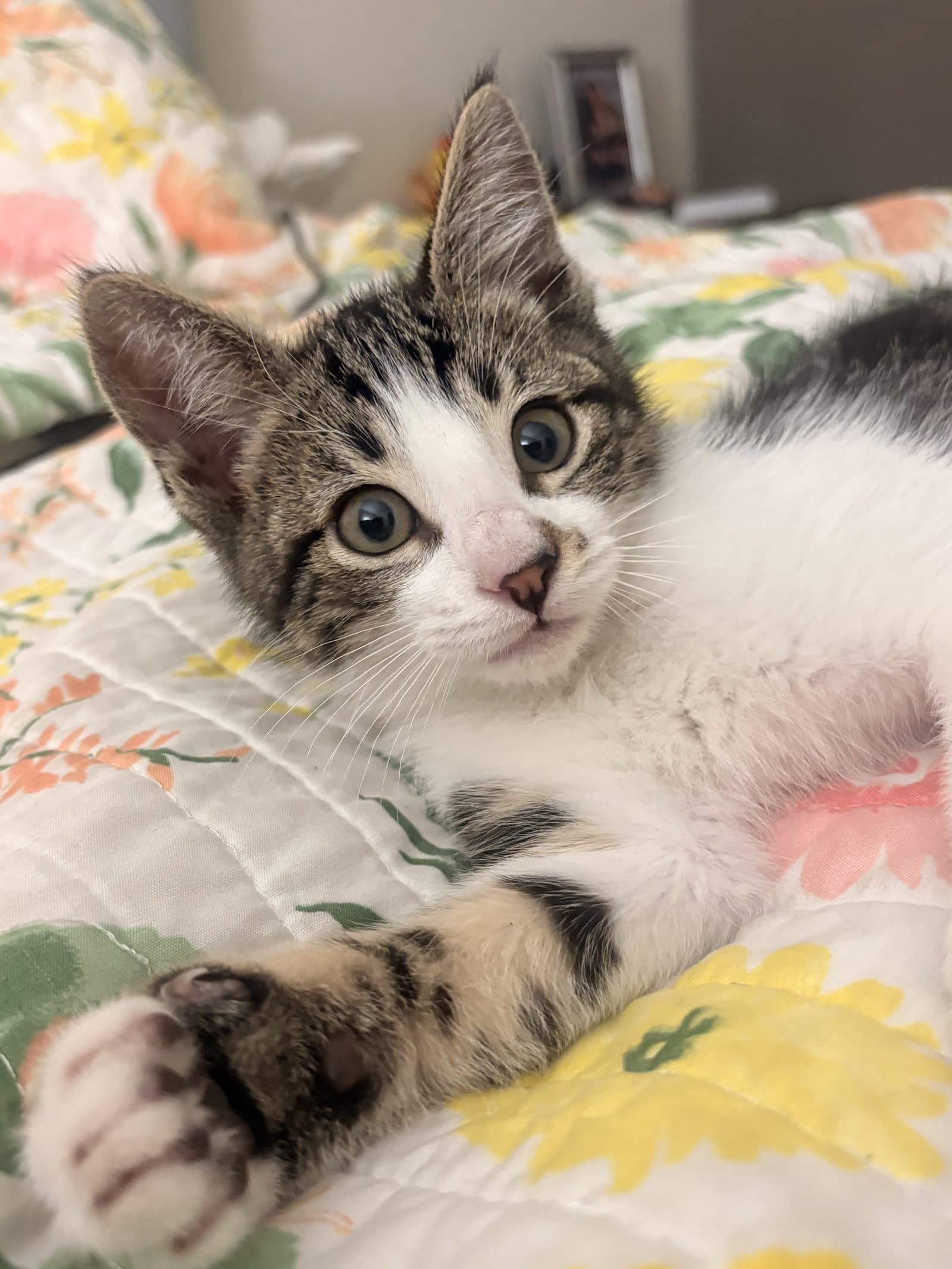Anna Napa - Tabby