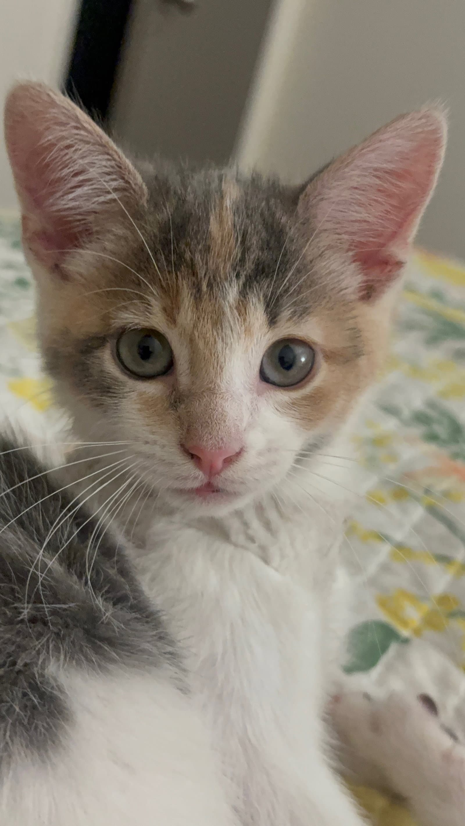 Peaches Napa - Calico