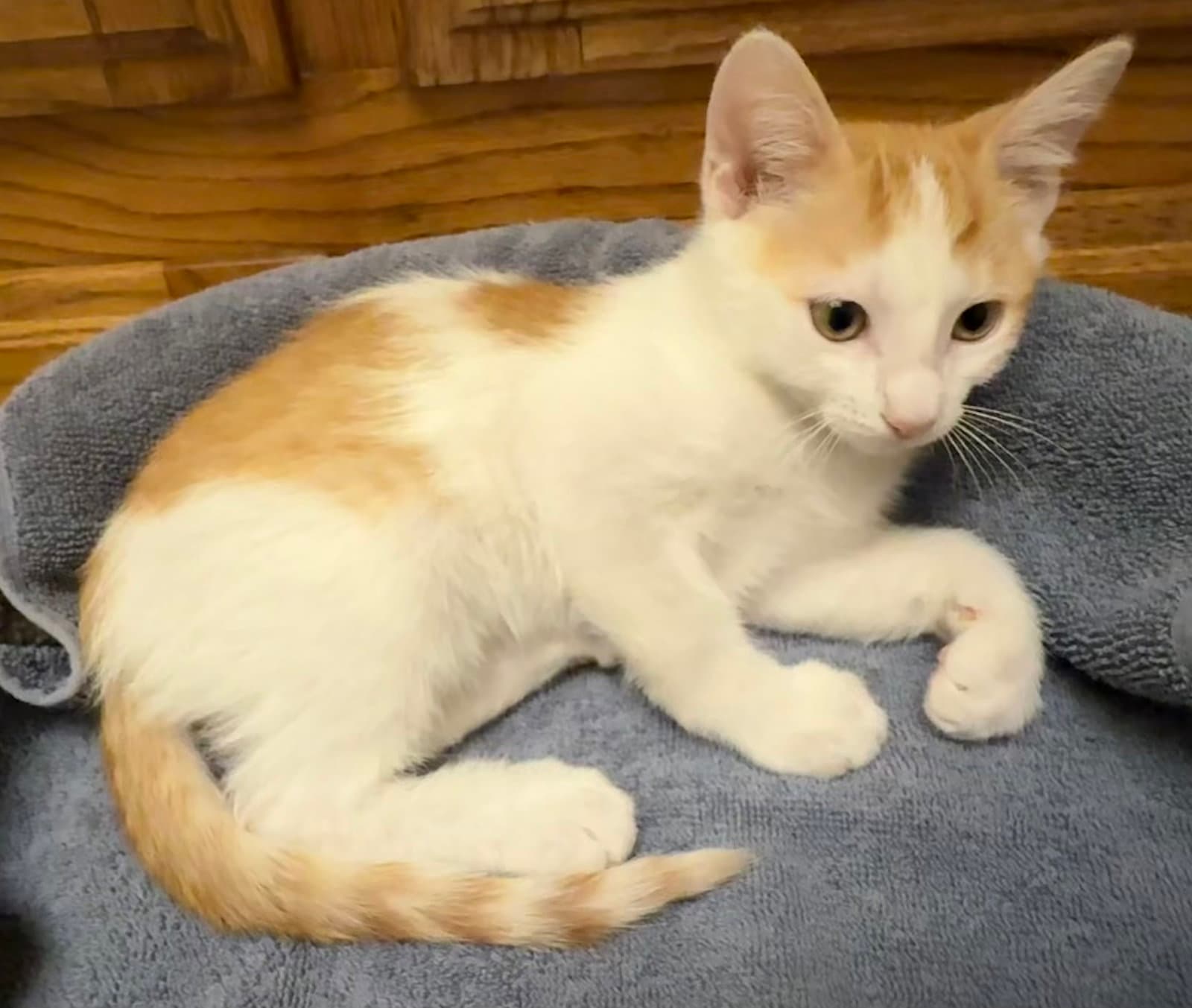 Archie  Jj Napa - Domestic Short Hair