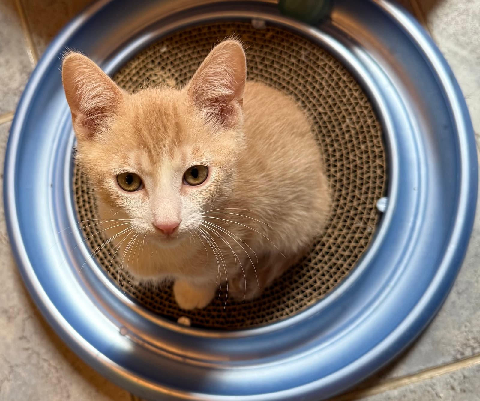 Michael  Jj - Domestic Short Hair