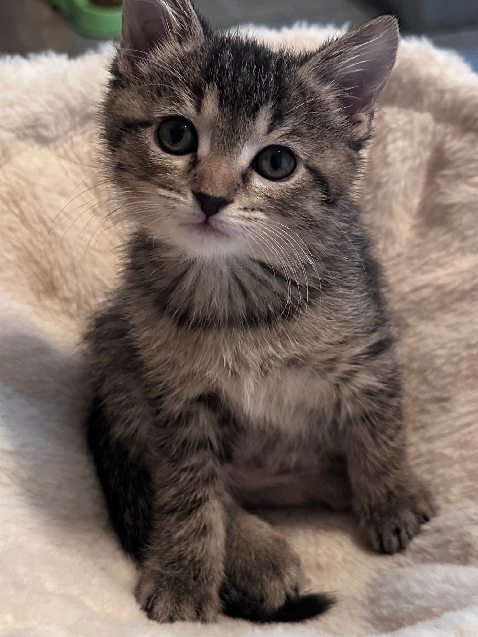 Ella  Monica - Tabby