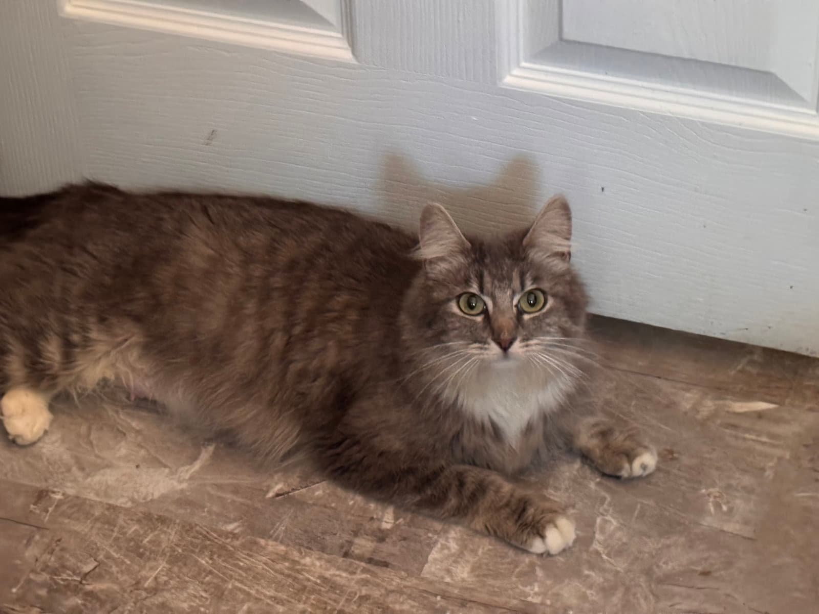 Victoria  Av - Domestic Medium Hair