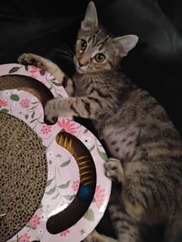 Lily  Kat image 1