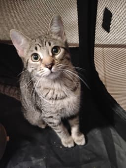 Millie  Kat image 1