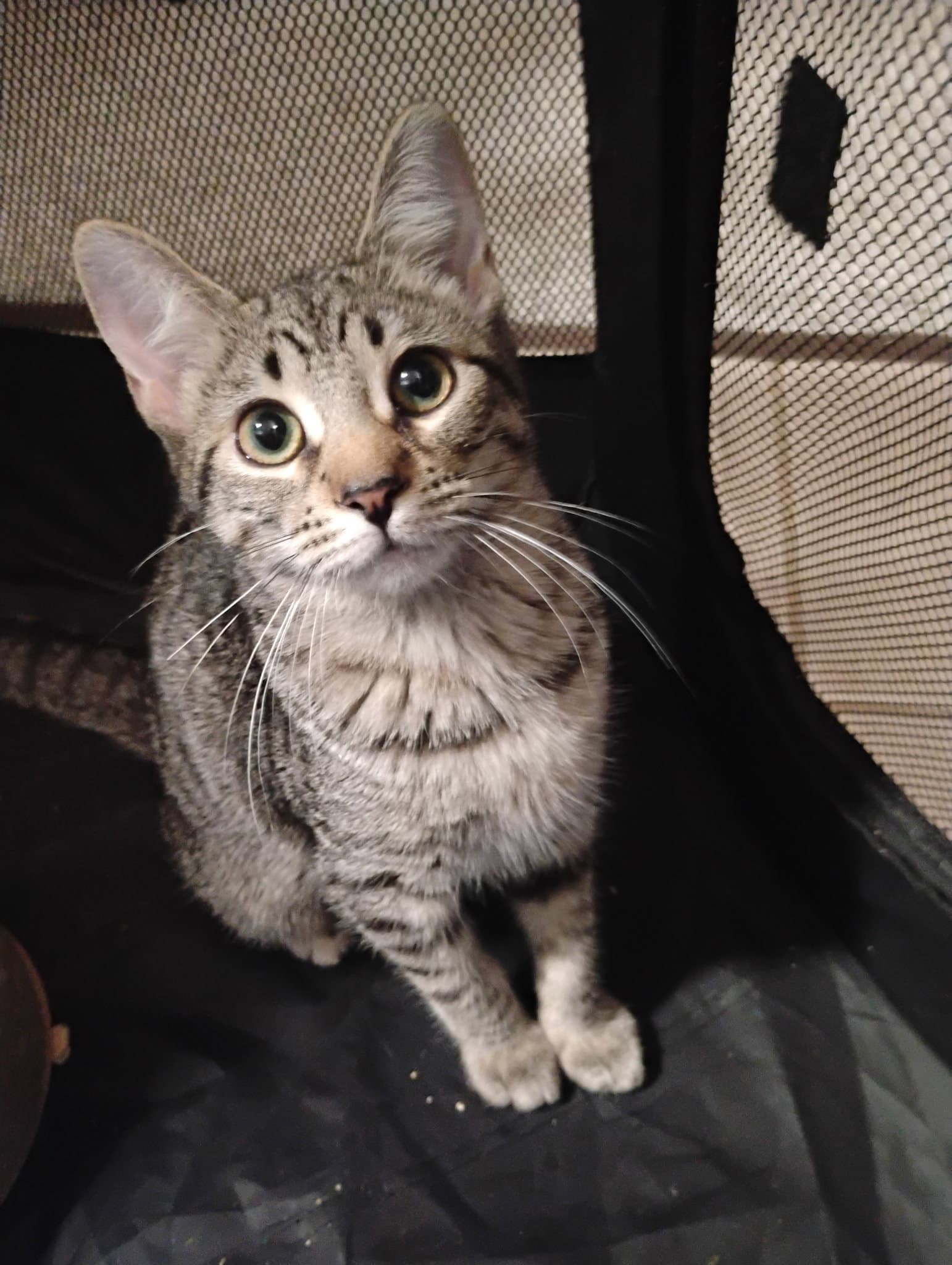 Millie  Kat - Tabby