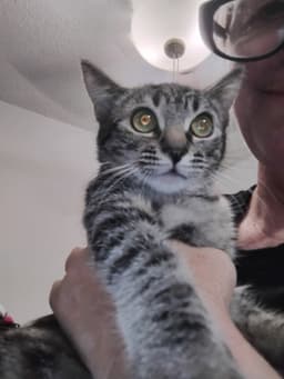 Tilly  Kat image 1