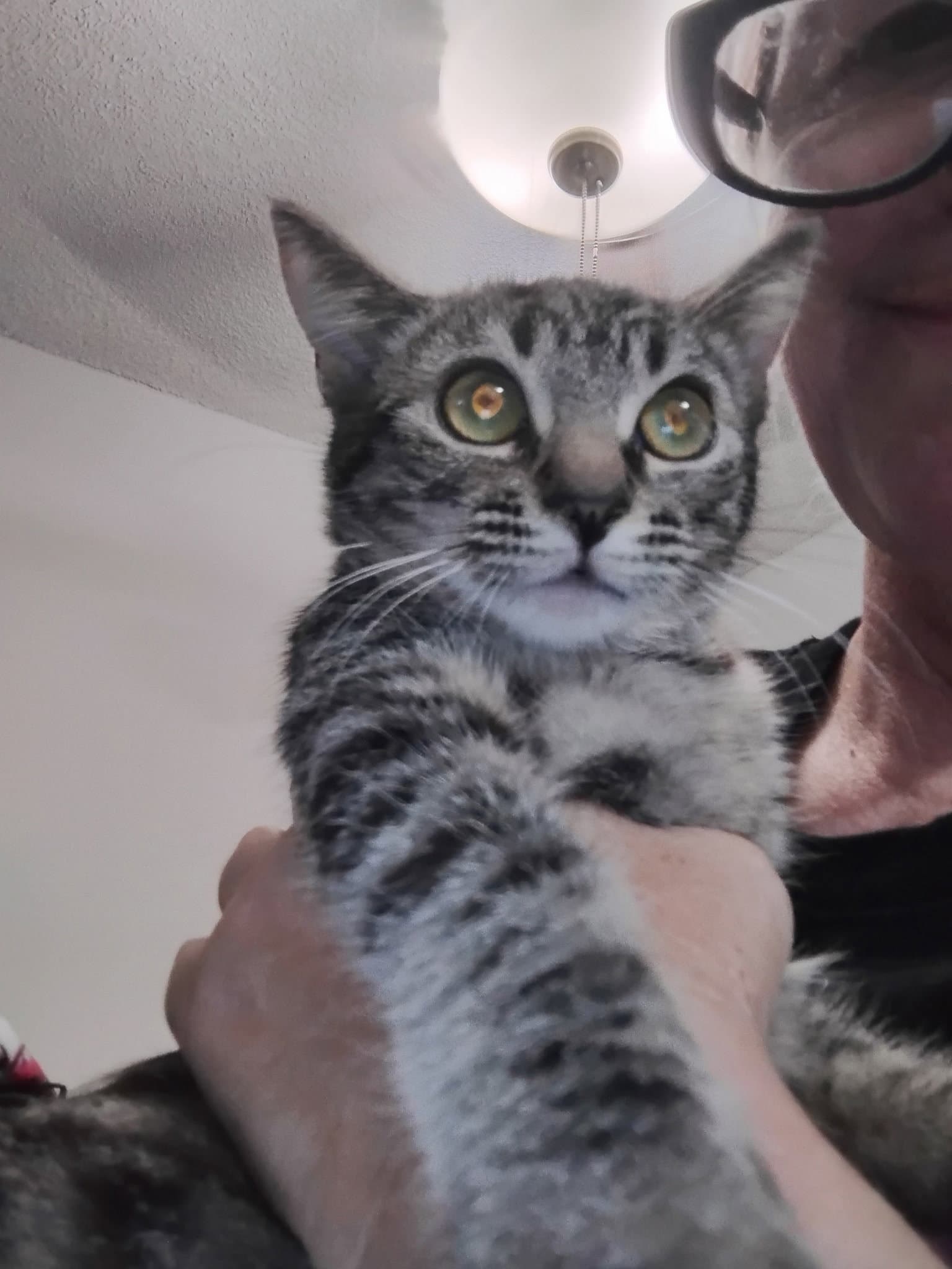 Tilly  Kat - Tabby