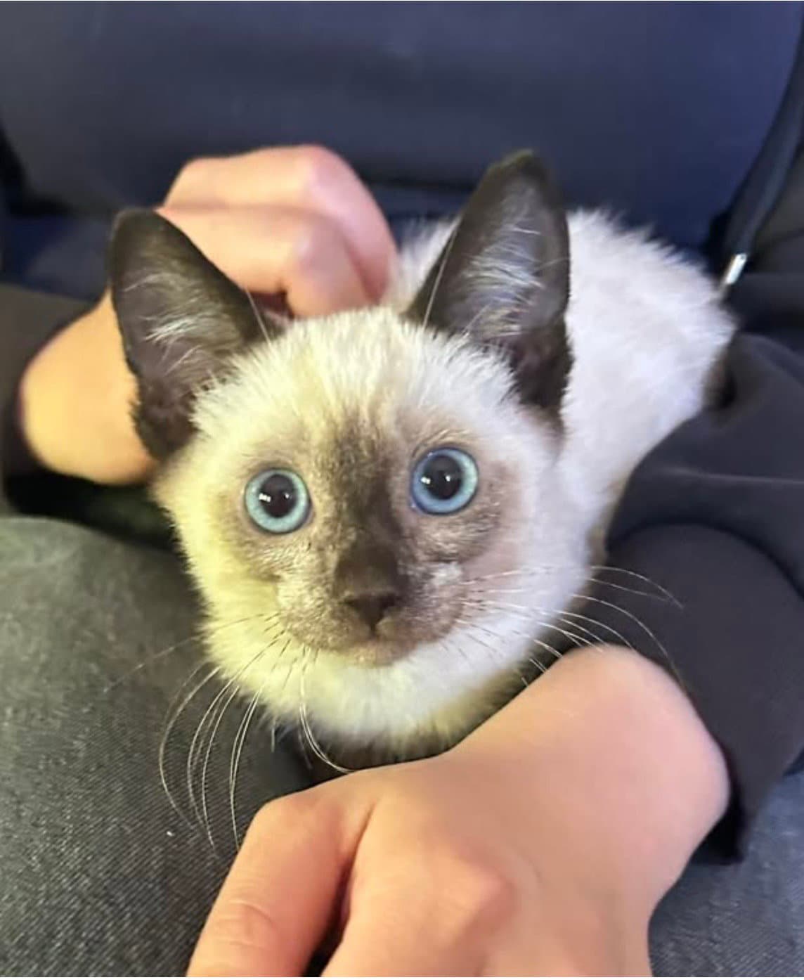 Charlie Napa - Siamese
