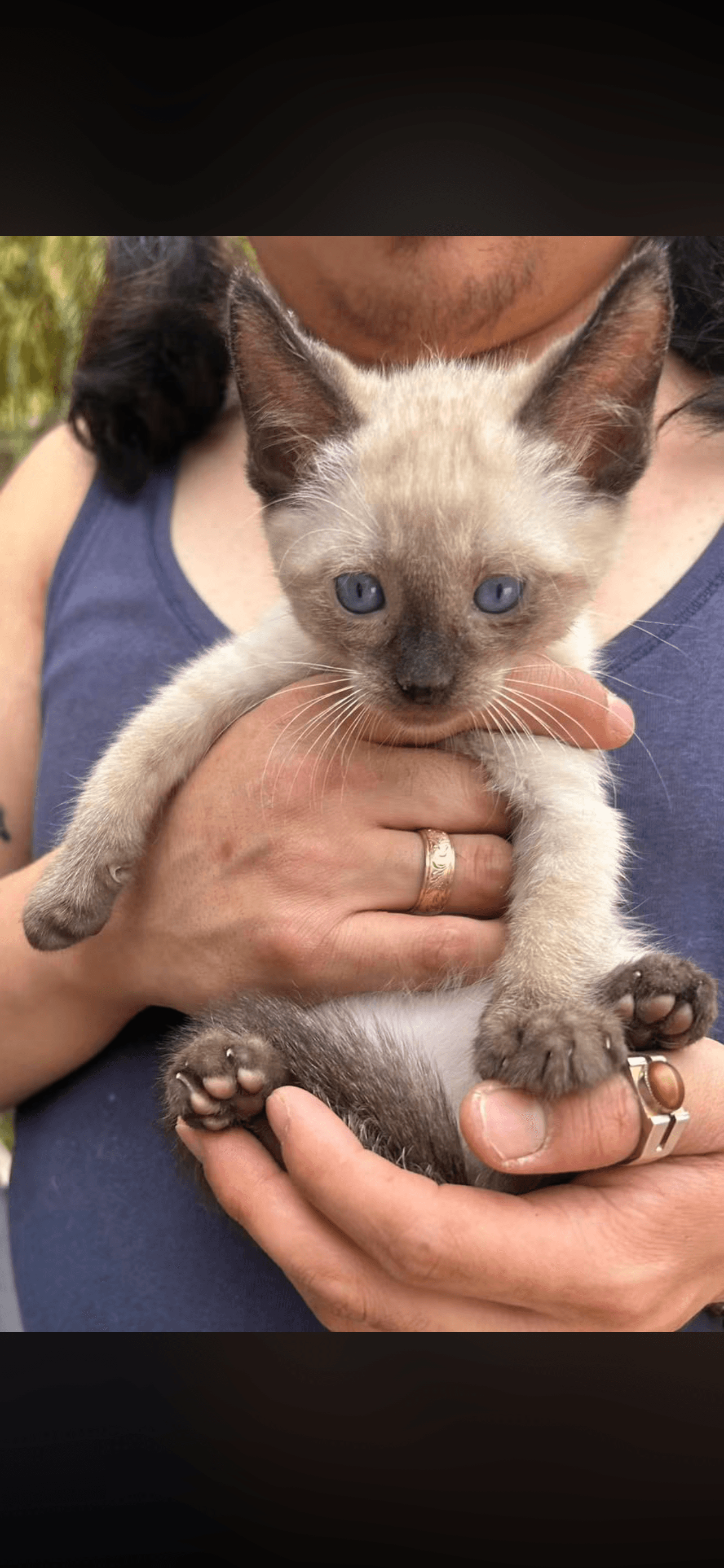 Reagan - Siamese