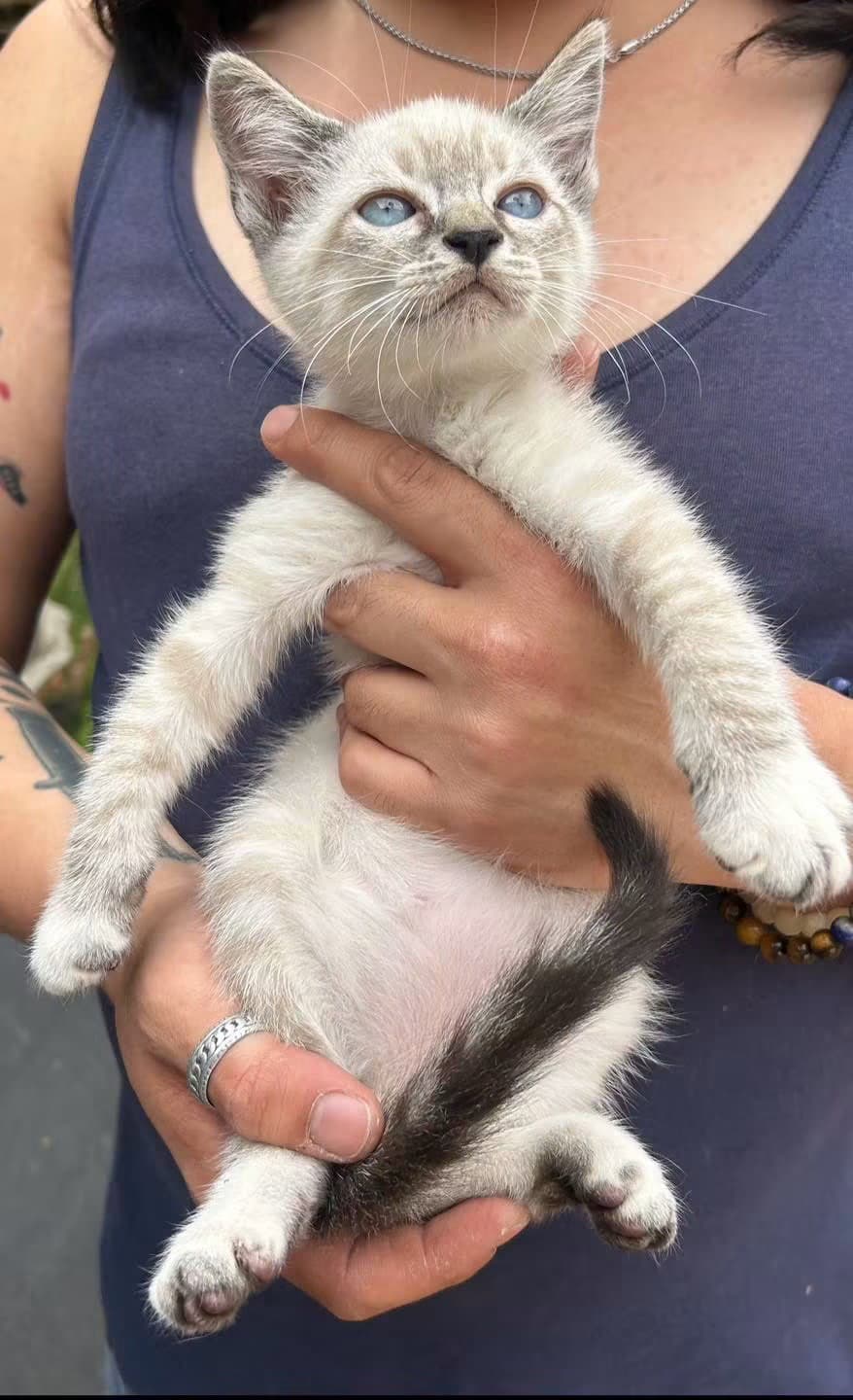 Stanley Napa - Siamese