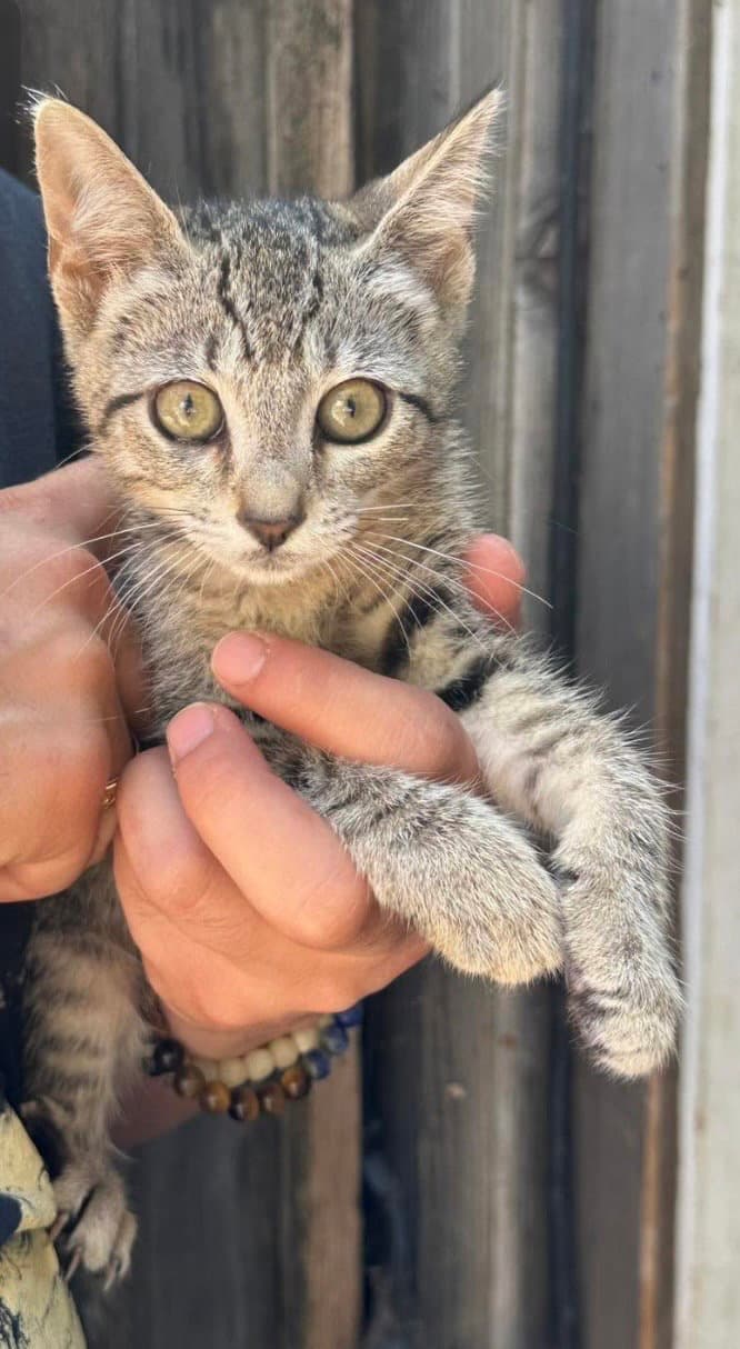 Dexter Napa - Tabby