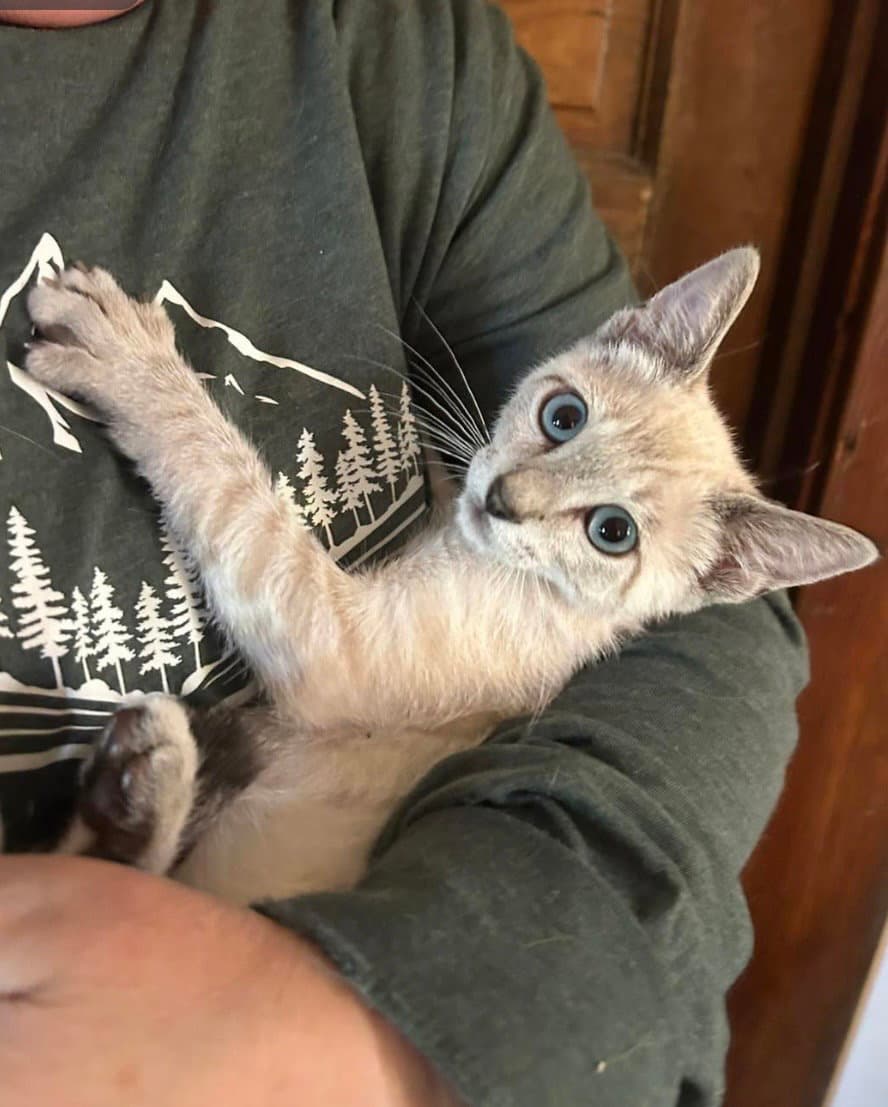 Delilah Napa - Siamese