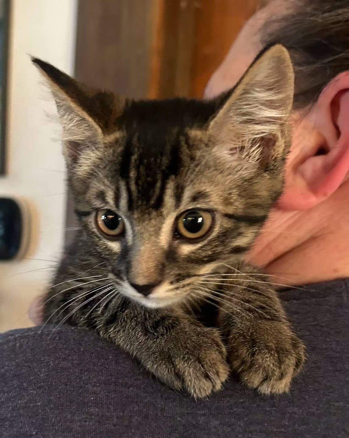 Ernie Napa - Tabby