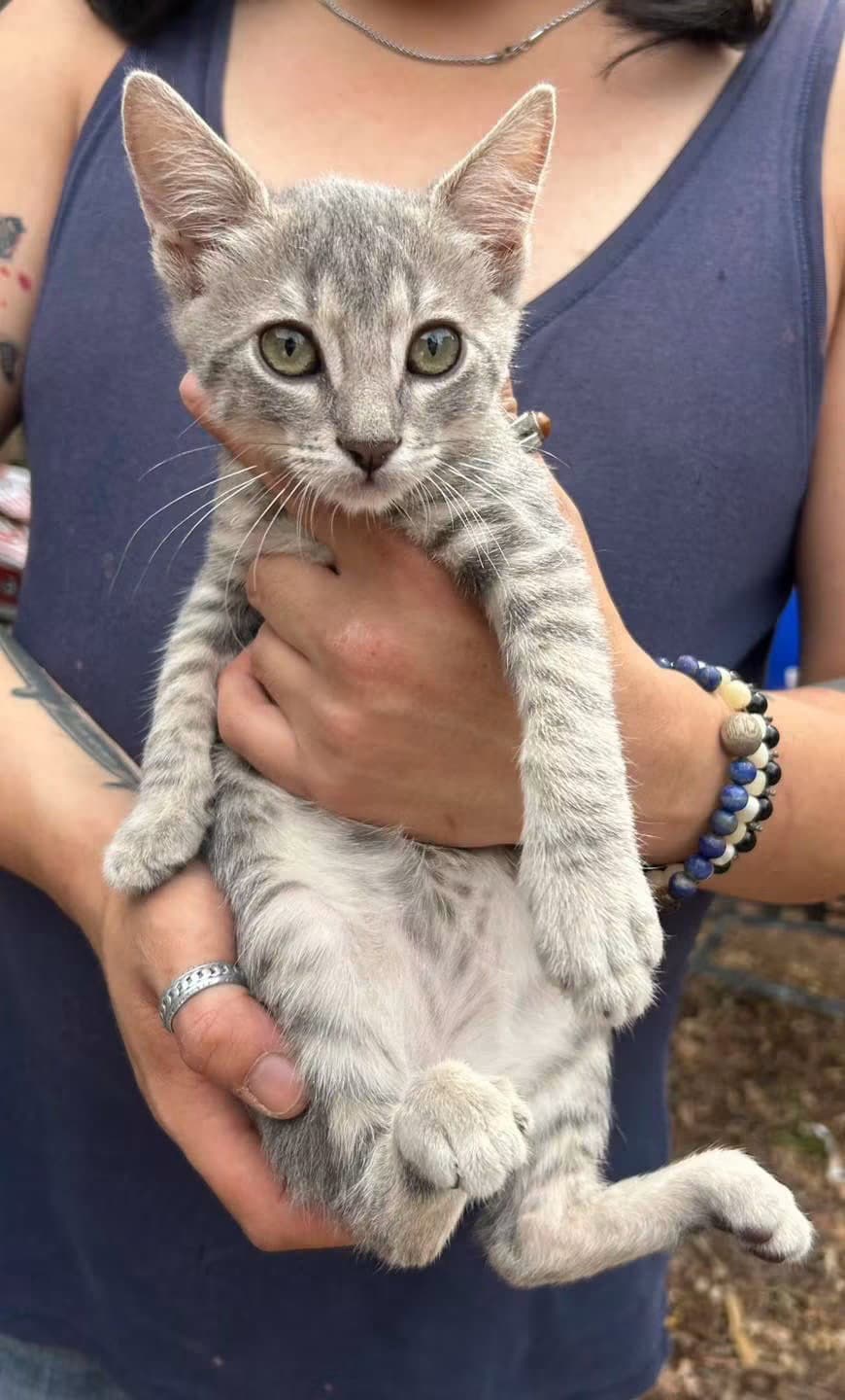 Petey Napa - Tabby