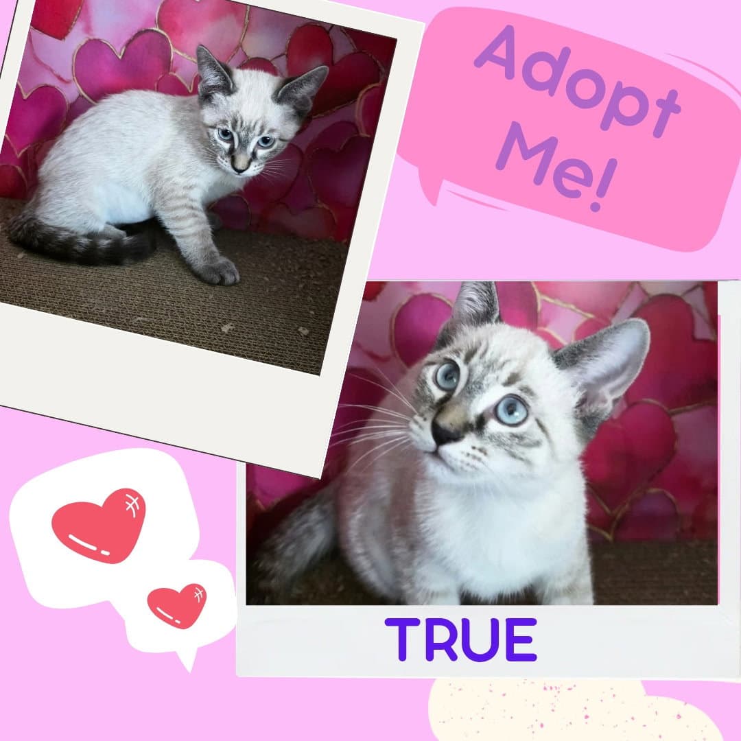 True  Tara - Siamese