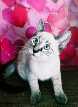 True  Tara image 2