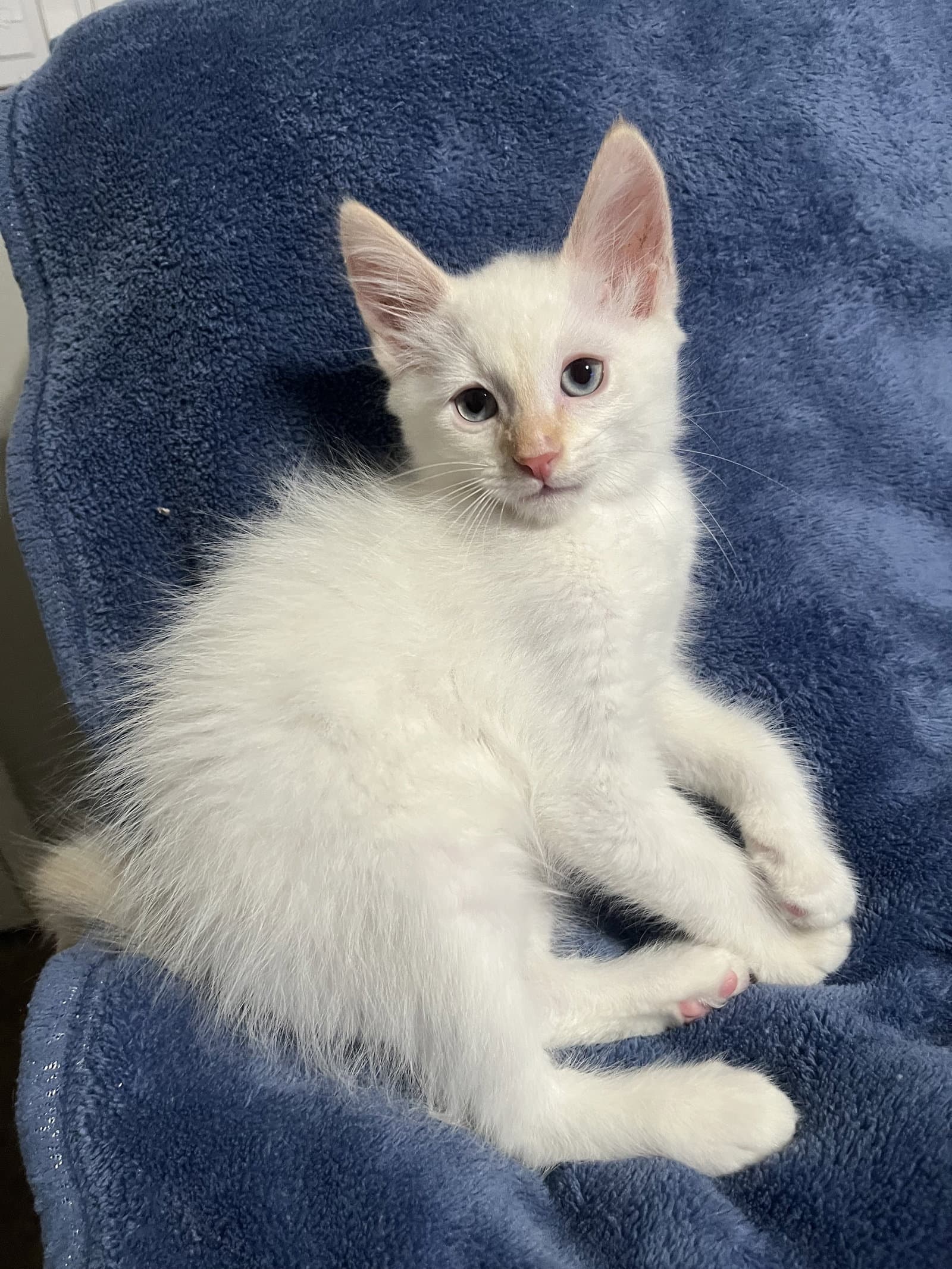 Cloud  Tara - Siamese