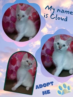 Cloud  Tara image 4