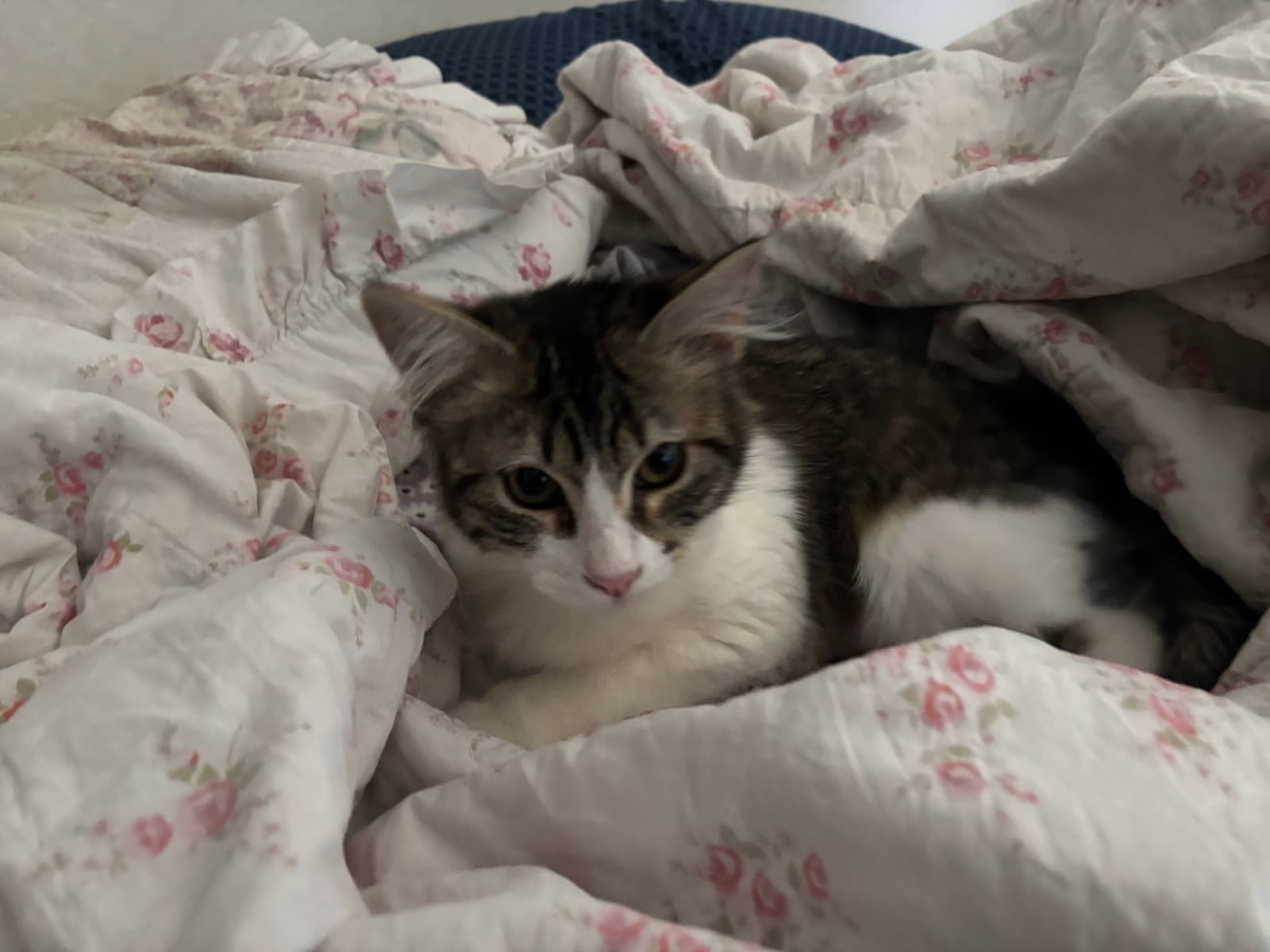 Willow  Brittany - Tabby