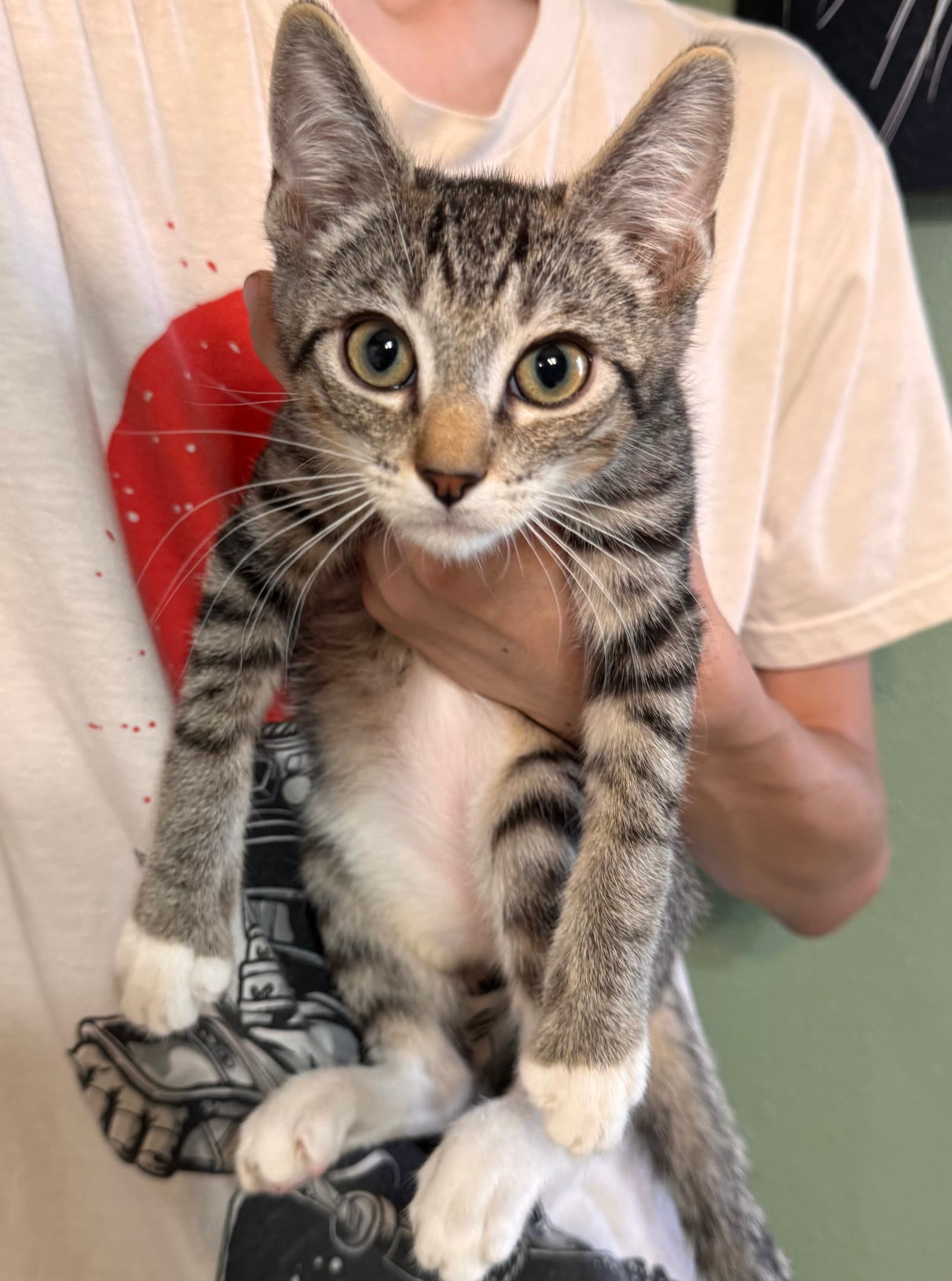 Ivan  Av - Tabby