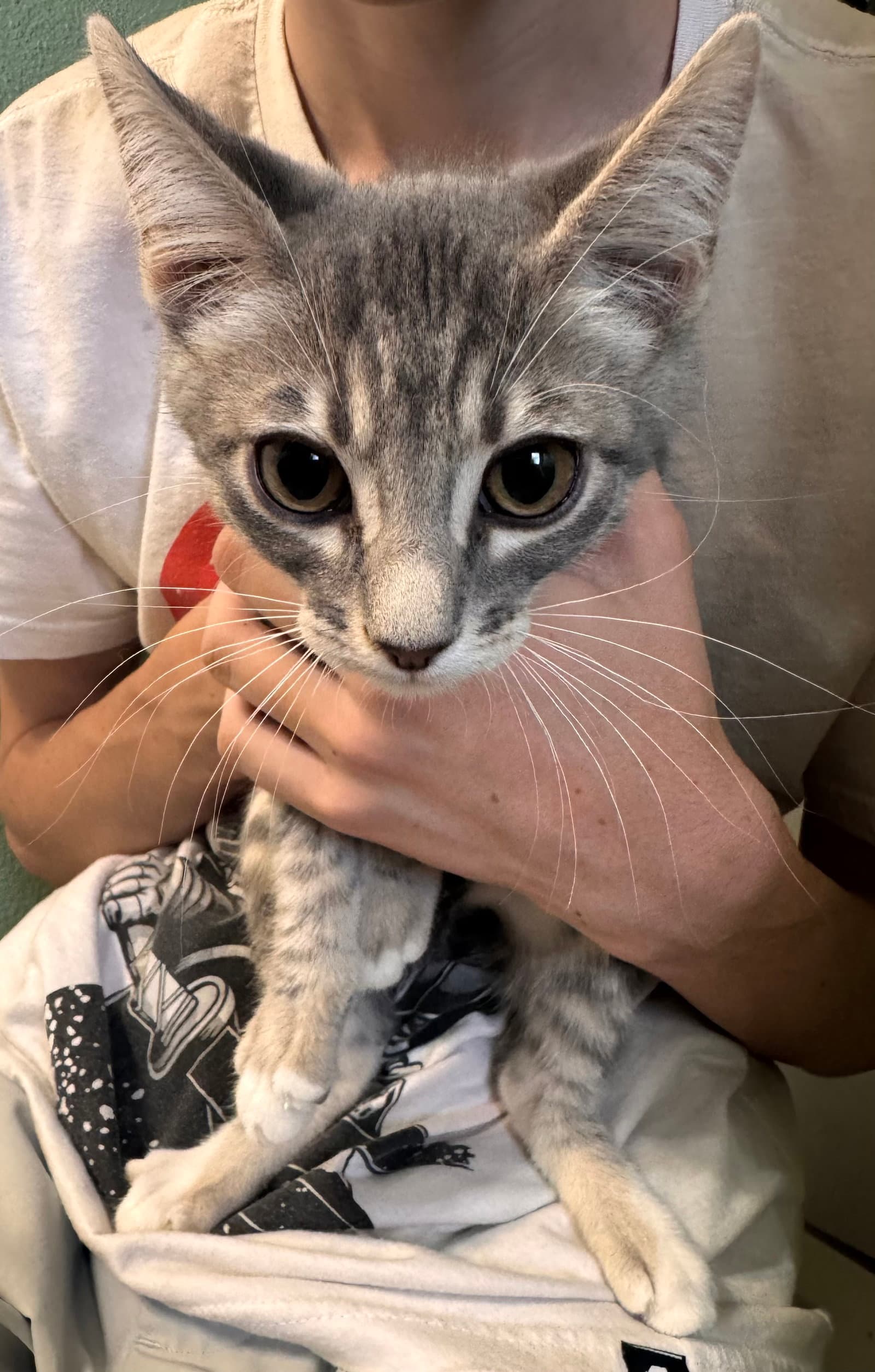 Joe  Av - Tabby